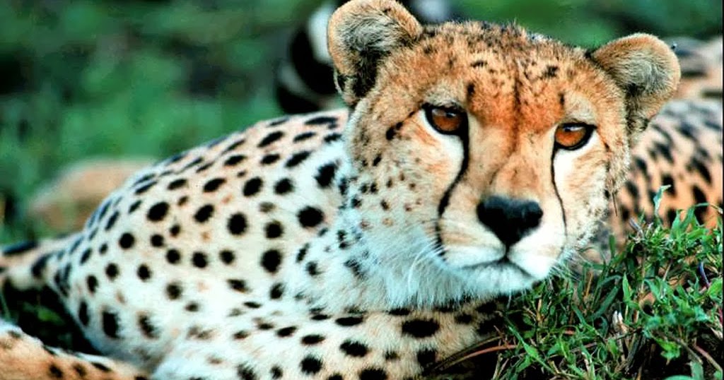 SNELSTE DIER Er zijn 36 soorten