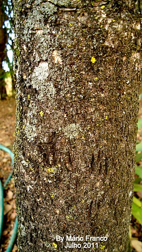 Tronco PATA-DE-VACA  - ( Bauhinia variegata )