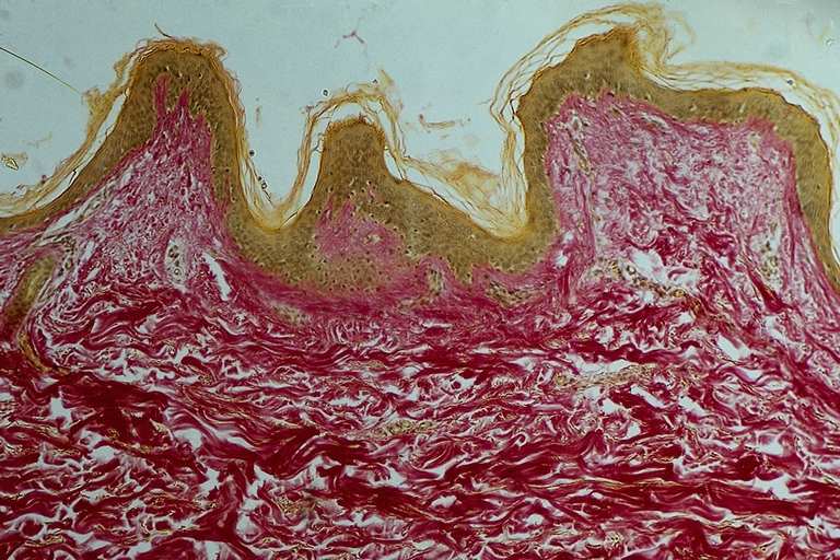 Human Cells and Internal Parts' Pictures Gallery Education Images