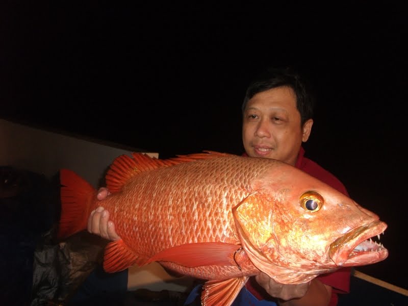 Koleksi Gambar Foto Ikan Kakap Merah Terbaru | GambarBinatang.Com