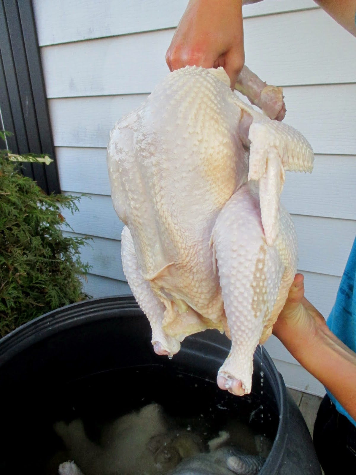 Dwyer's Farmhouse Meat Birds