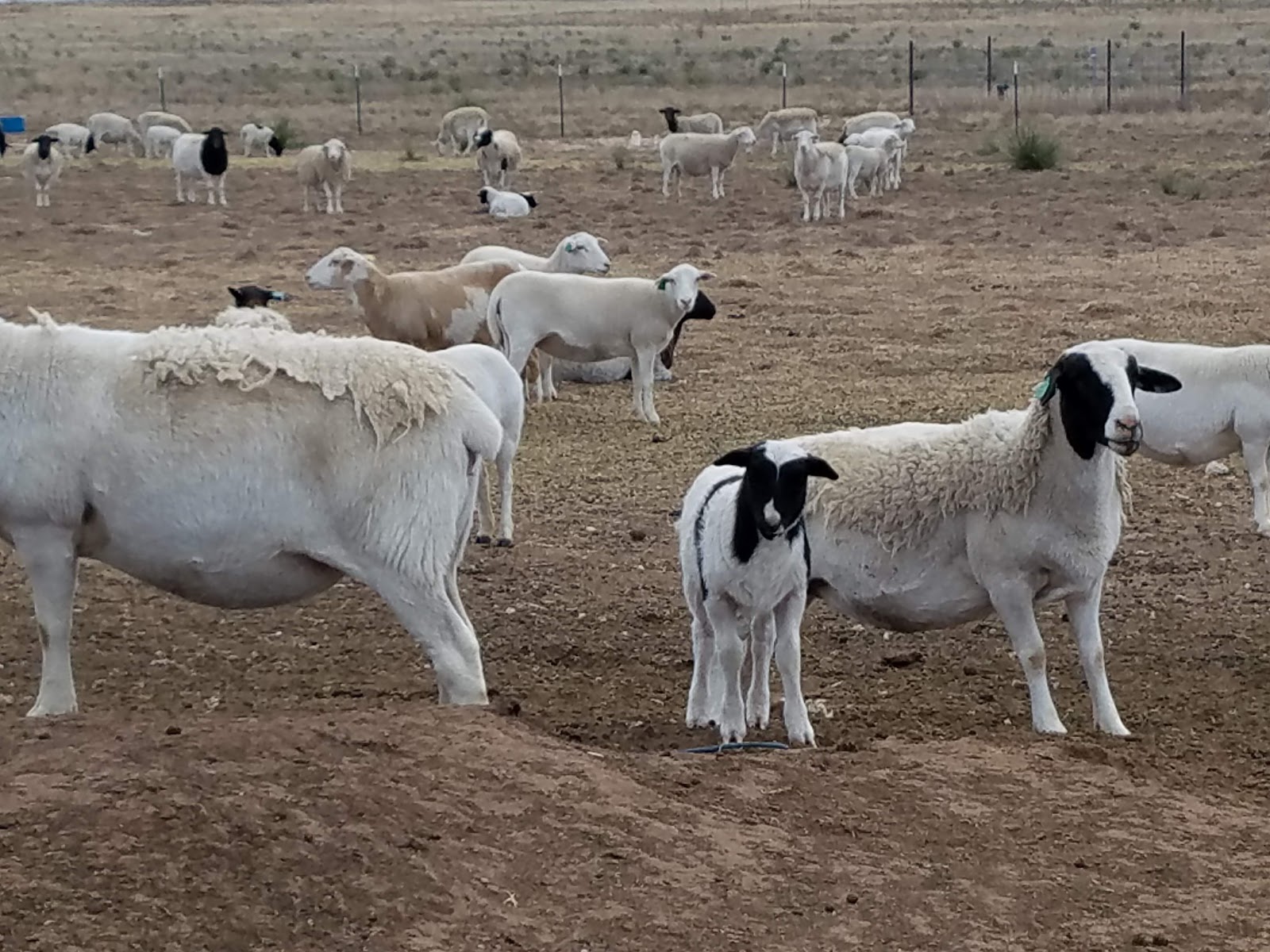 The State of the Union Sheep and Sheepfold at New Mexico Farm (Photos)