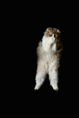 50 Funny Pictures of Cats Jumping