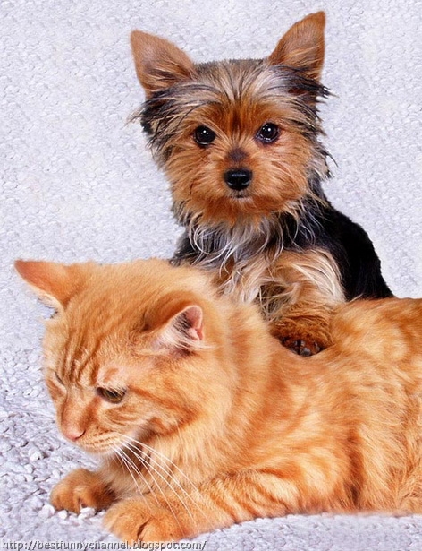 Cute cat and dog.