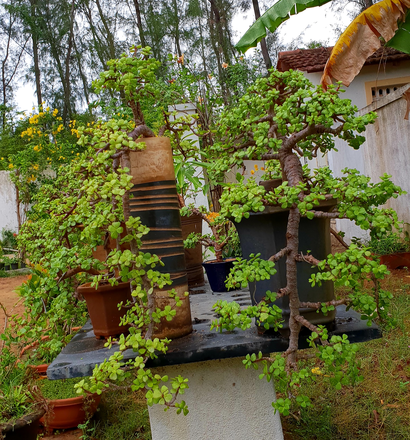 Bodhi Bonsai, Chennai, India