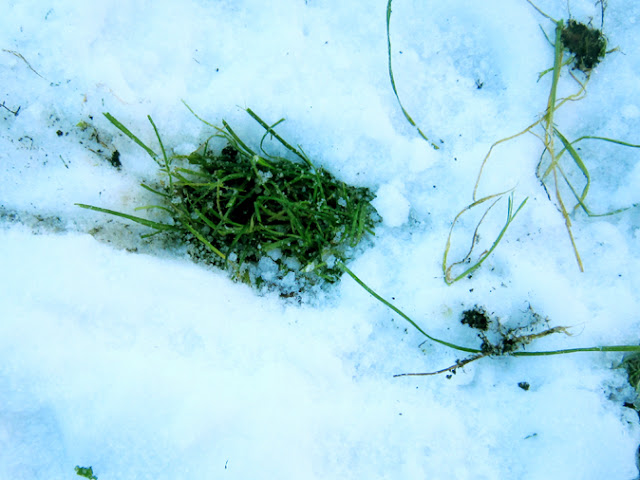雪の中の草