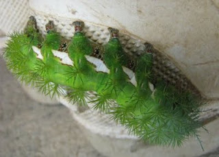 green fuzzy worm