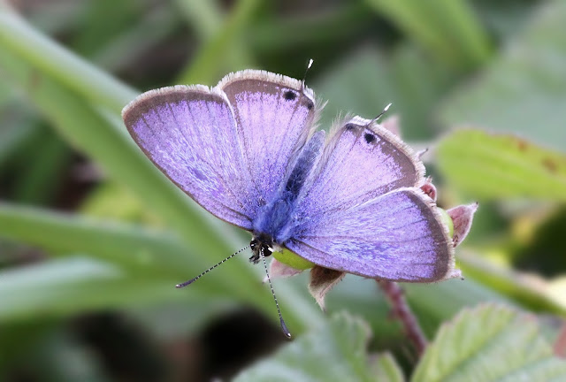 Long-tailed Blue - Kent