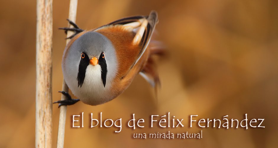 El blog de Félix Fernandez. Una mirada natural