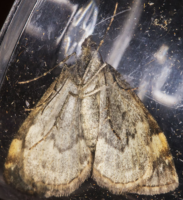 Dark Marbled Carpet, Dysstroma citrata. Hayes, Kent, 4 September 2014. Dark Marbled Carpet, Dysstroma citrata. Hayes, Kent, 4 September 2014.