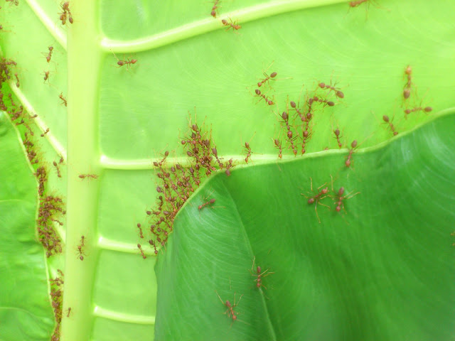 大红蚂蚁折叶筑巢