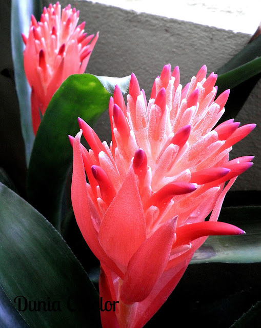 bunga bromeliad