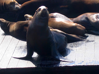 San Francisco - Muelle 39 - Pier 39 - Leones marinos - Sea lion