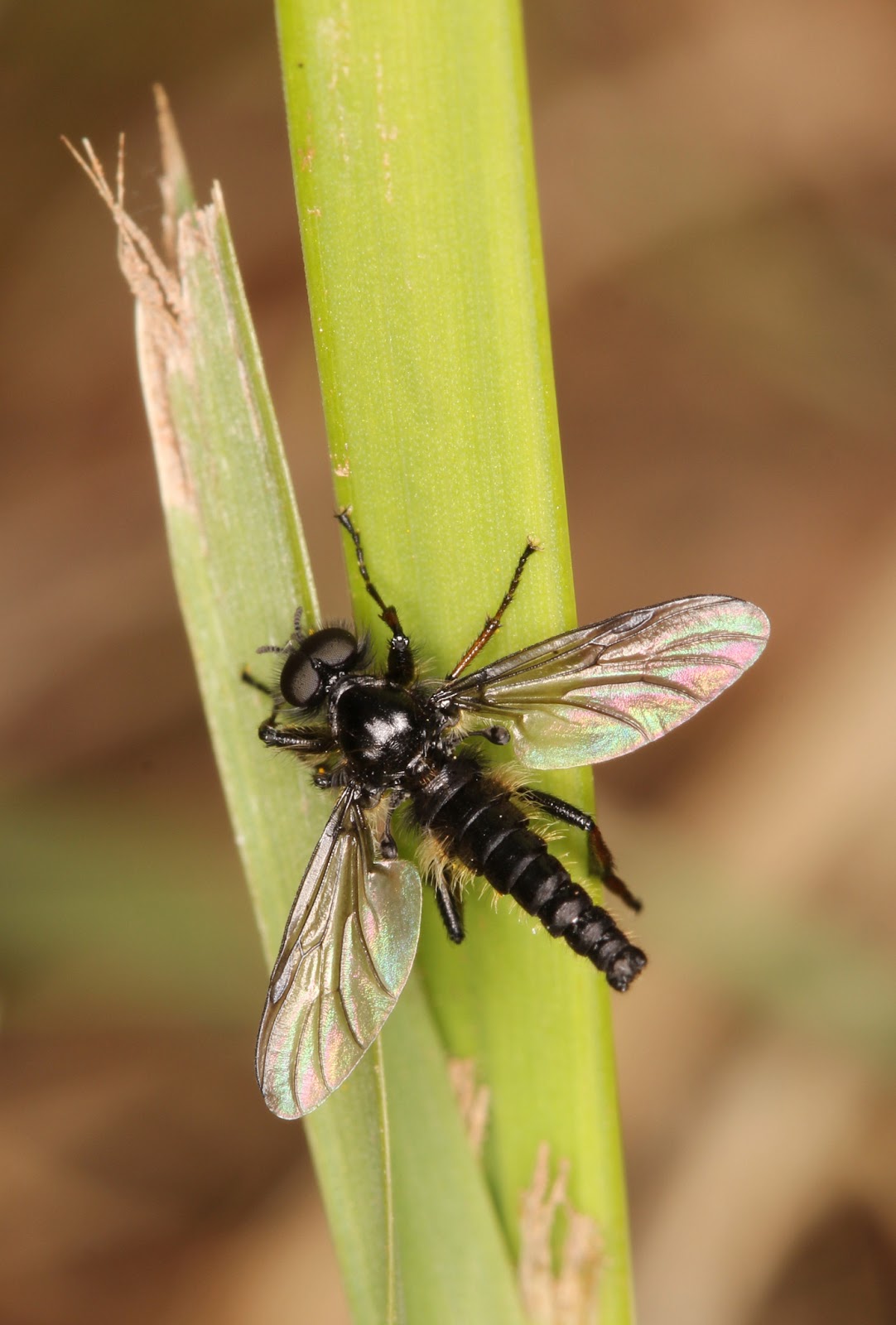 best flies for march
