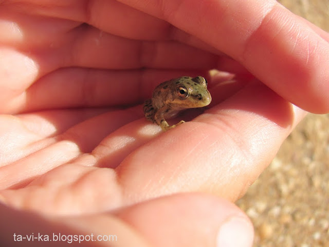 лягушка frog
