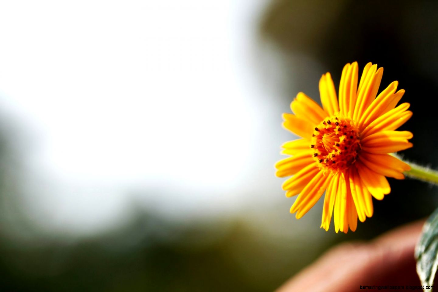 Single Yellow Flower Wallpaper HD Of Beautiful Flower