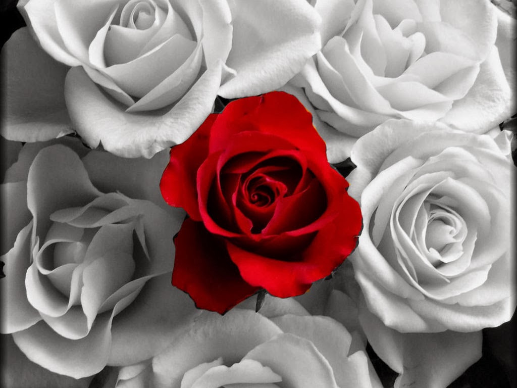Red and White Roses Wallpaper | Puspa Wallpapers