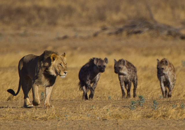 Lions and Hyenas | Innocent Hyenas vs Tigers ~ Wild Life