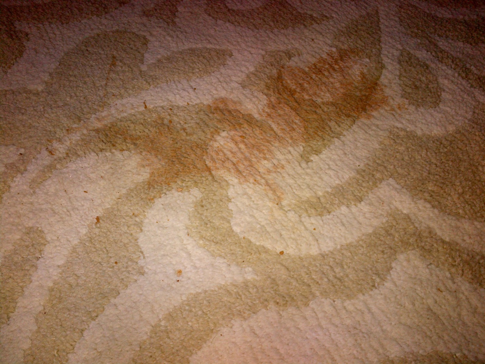 Best Pet Stain Remover For Carpet And Pet Odor Eliminator Clean Pet