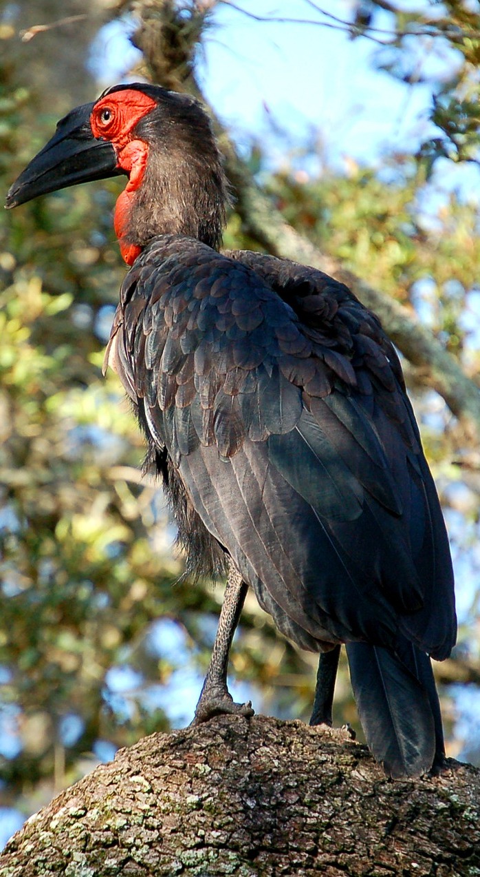 Southern ground hornbill in it's habitat. Southern ground hornbill in it's habitat.