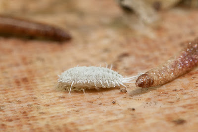 Pseudococcus longispinus (II) Antonio J. Pizarro