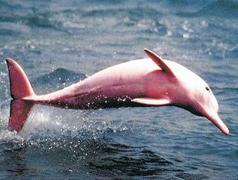 Fauna e Flora da Amazônia: O Boto Cor de Rosa - Inia geoffrensis