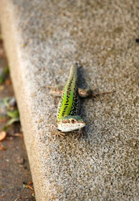 Italian Wall Lizards