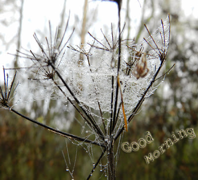 good morning with fog perles