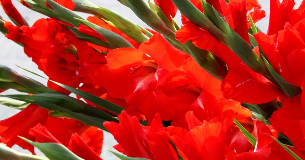 Gladiolus flowers seed germination swimguide