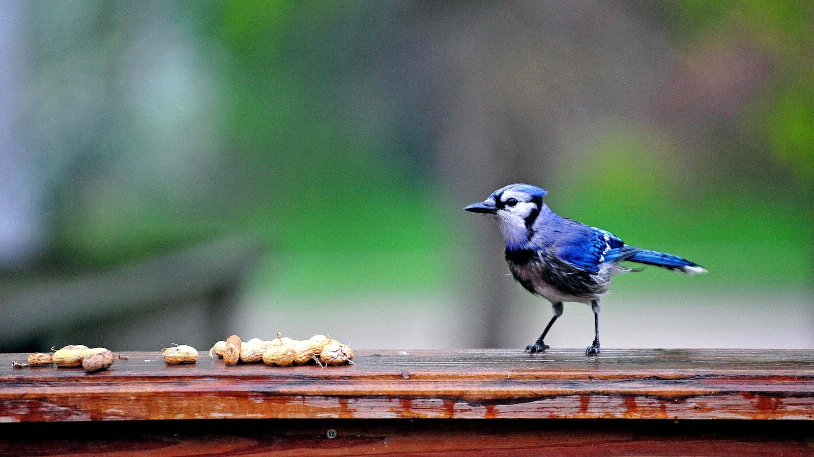 Toronto Blue Jays Radio Network Radio Choices