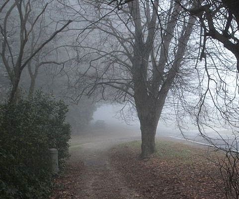 http://commons.wikimedia.org/wiki/File:Trees_in_Winter_2013,_Olinda,_Victoria,_Australia.JPG