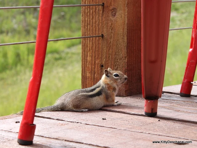 Taos chipmunks