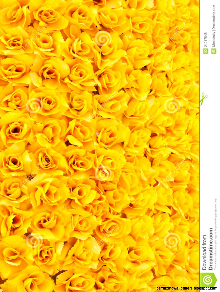 Yellow Rose Background Royalty Free Stock Photos   Image 21017548