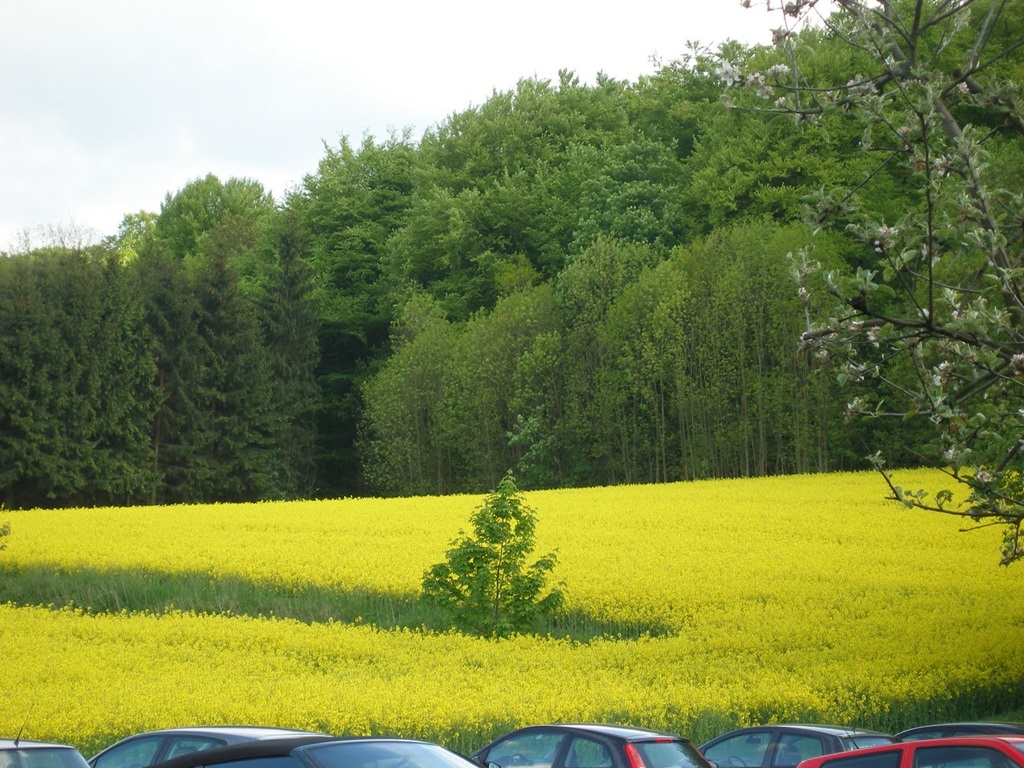 Mustard Field Germany Beautiful Scenery