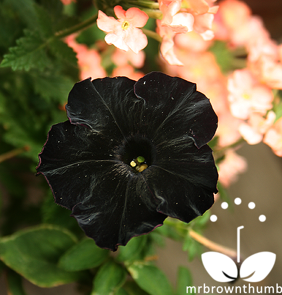 Petunia Black Cat, black garden flower