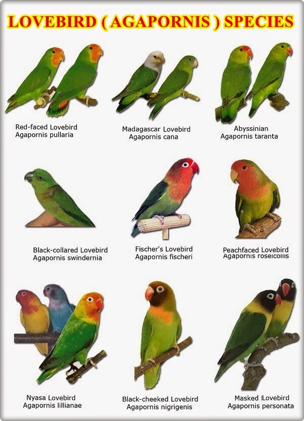  Nama Burung Lovebird Dan Gambar