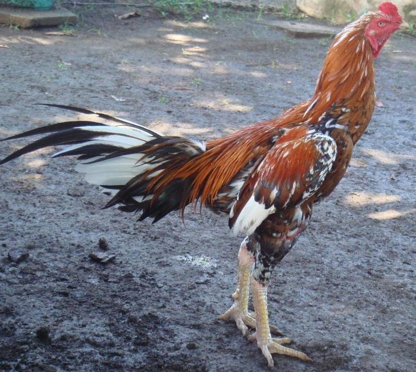 Ayam Juara Cara Cepat Merontokkan dan Menumbuhkan Bulu Ayam