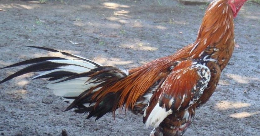 Ayam Juara Cara Cepat Merontokkan dan Menumbuhkan Bulu Ayam Ayam Juara Cara Cepat Merontokkan dan Menumbuhkan Bulu Ayam