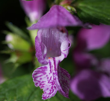 Flor morada de Lamium maculatum