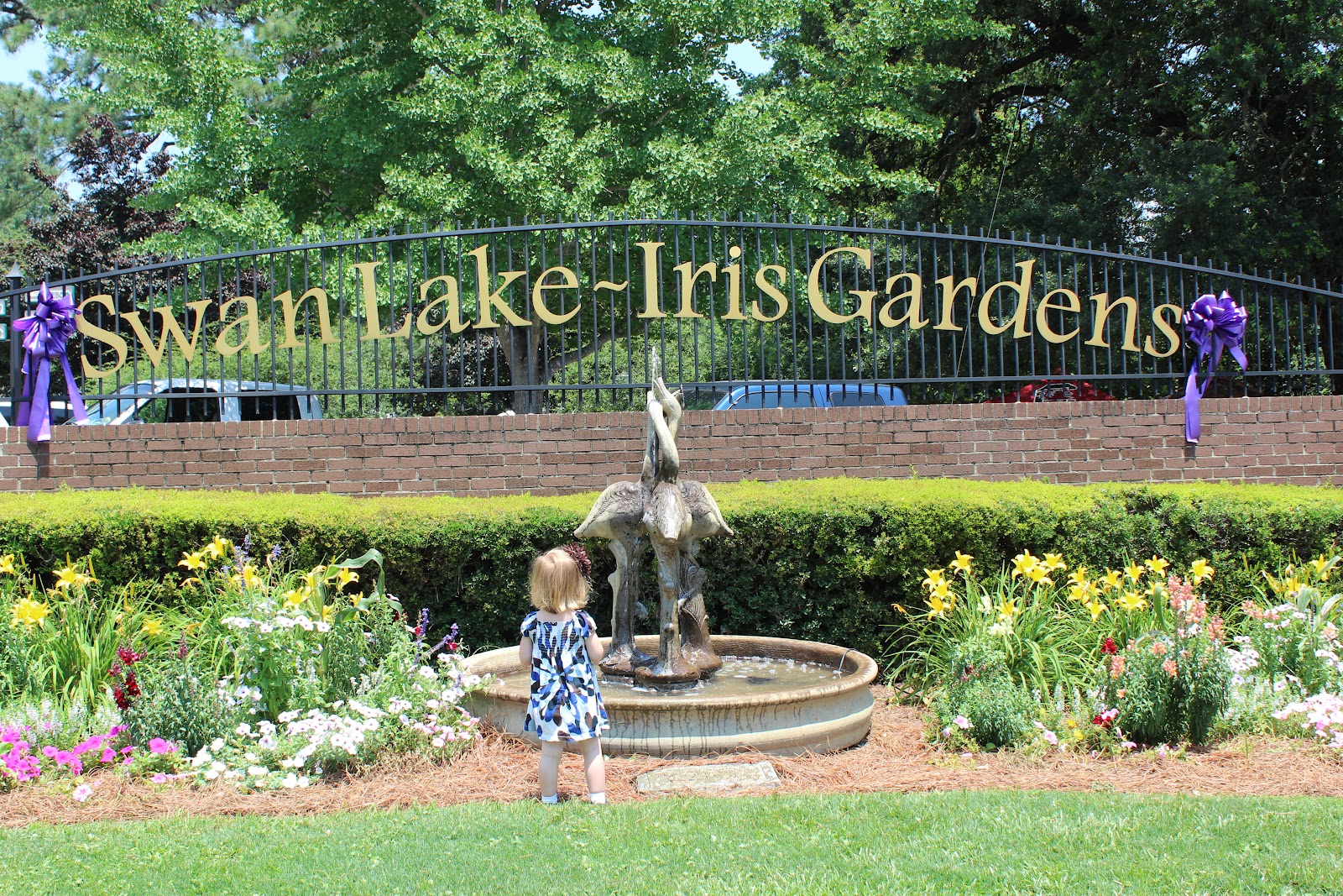 MCR's thoughts... Swan Lake Iris Garden, Sumter, South Carolina