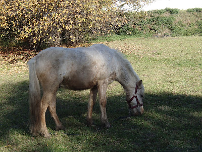 konie, kucyki, jazda konna, jazda w terenie, pensjonat dla koni w Węgrzcach
