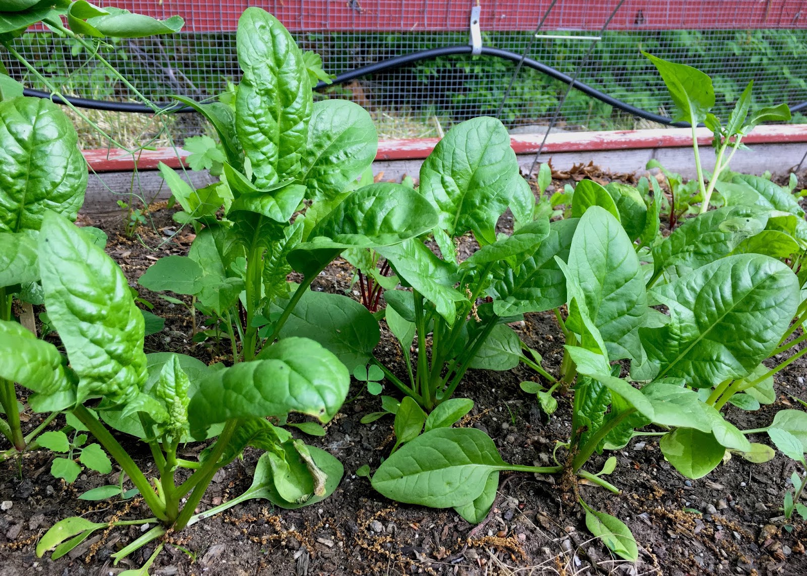 Red House Garden Salad Success