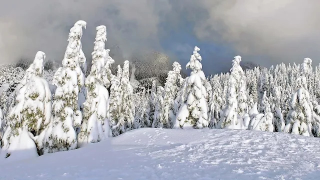 Met sneeuw bedekte bomen