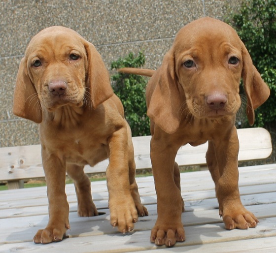 Vizsla Puppies for Sale Michigan USA