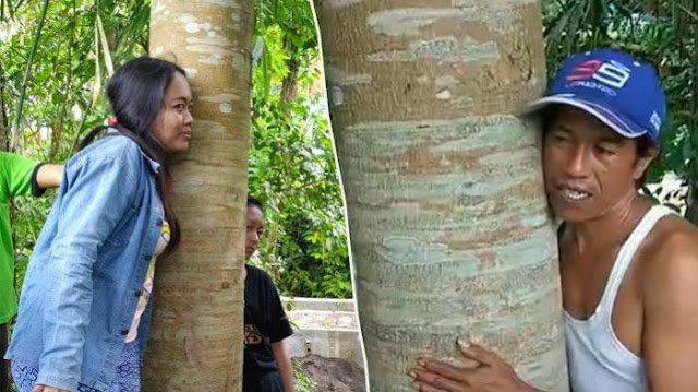 Warga Magelang Di Hebohkan Dengan Suara Tangisan Pohon Sengon