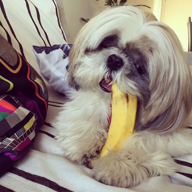 Como servir a banana para o shih tzu