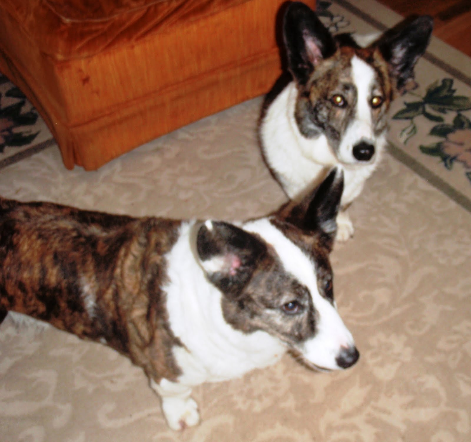 grangefield cardigans