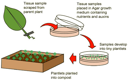 Knowledge Class: Tissue Culture