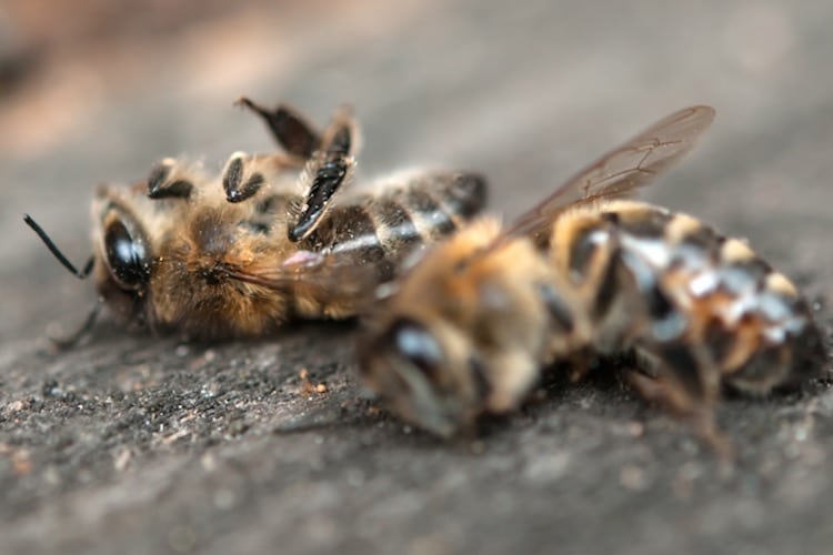 Over Half A Billion Bees Died In Brazil In Only Three Months