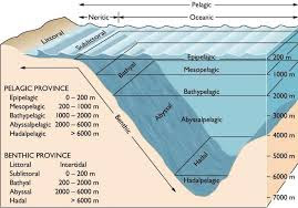 Zonasi Laut Berdasarkan Kedalaman Dan Oseanik - Nusagates